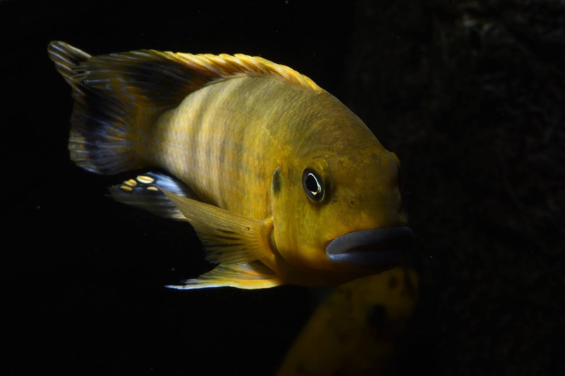 Pseudotropheus sp. 'williamsi north' Makonde